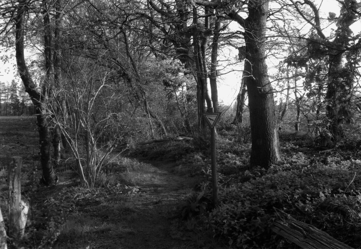 12 Naturdenkmal Lehmstr 2005